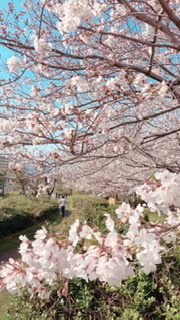 さくら
